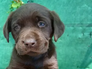Labrador Retriever perros Precioso labrador chocolate disponible🐾🐶 - Anuncio 9