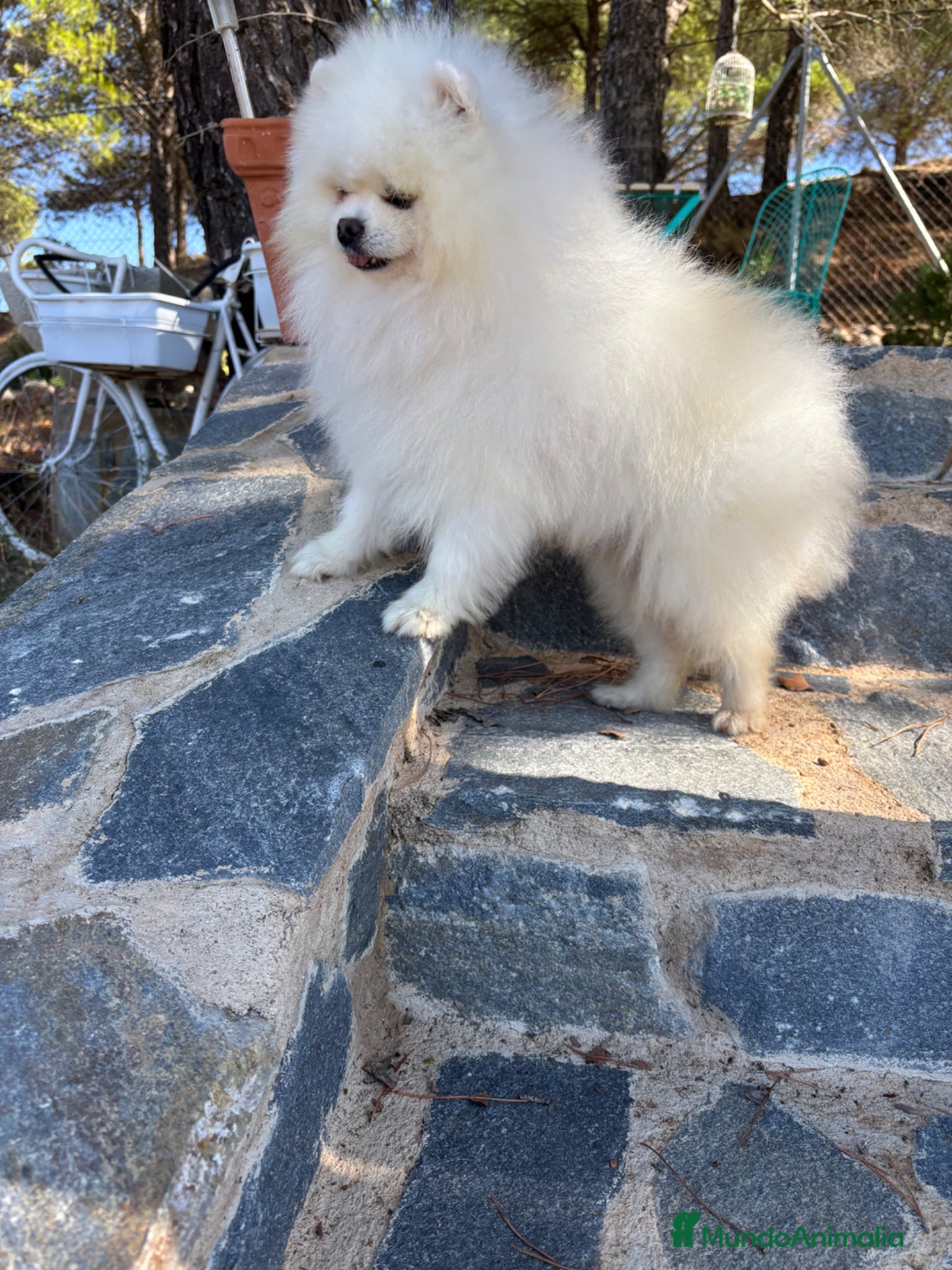 Pomerania perros Pomerania (lulu de Pomerania blancos) - Anuncio 2