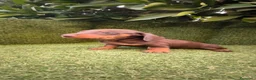 Teckel Miniatura perros en venta: teckel miniatura chocolate  - Anuncio 9
