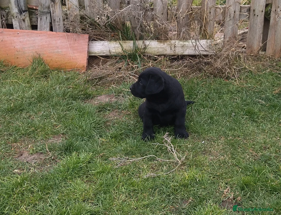 Labrador Retriever perros en venta: Labradores negros - Anuncio 7