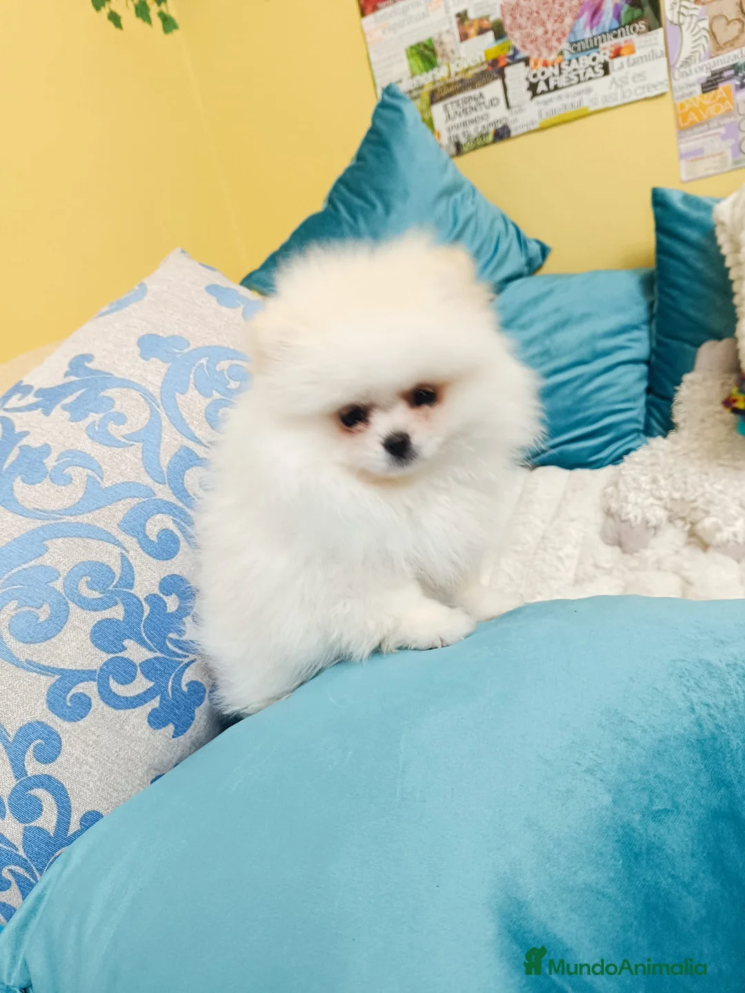 Pomerania perros en venta: Pomeranias  - Anuncio 4