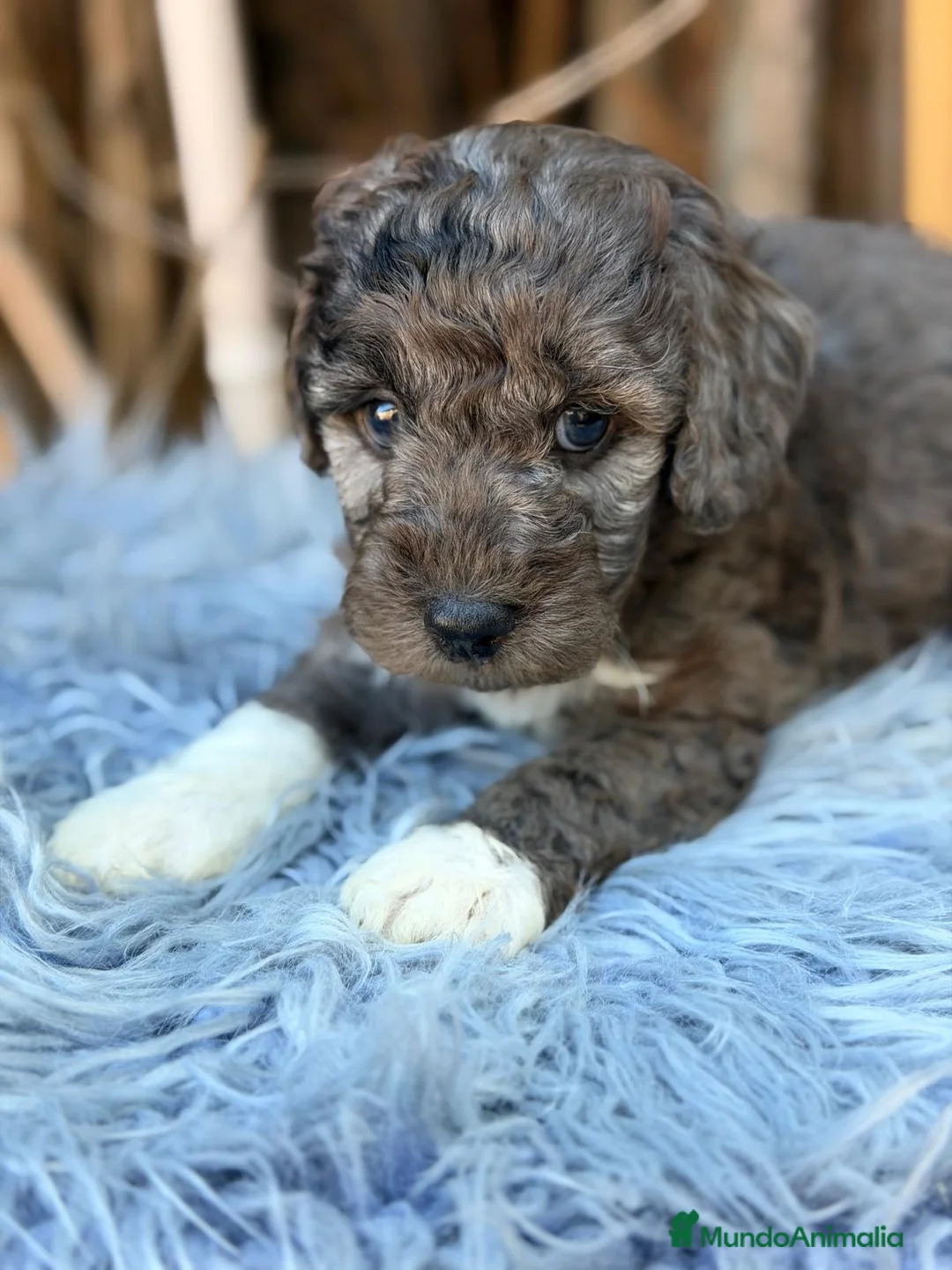 Caniche Mediano perros en venta: Caniche mediano - Anuncio 2