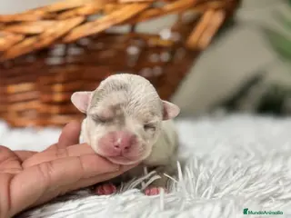 Chihuahua perros CHIHUAHUA MERLE - Anuncio 1