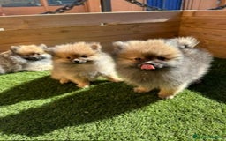 Pomerania perros en venta: HEMBRITAS POMERANIA - Imagen 1