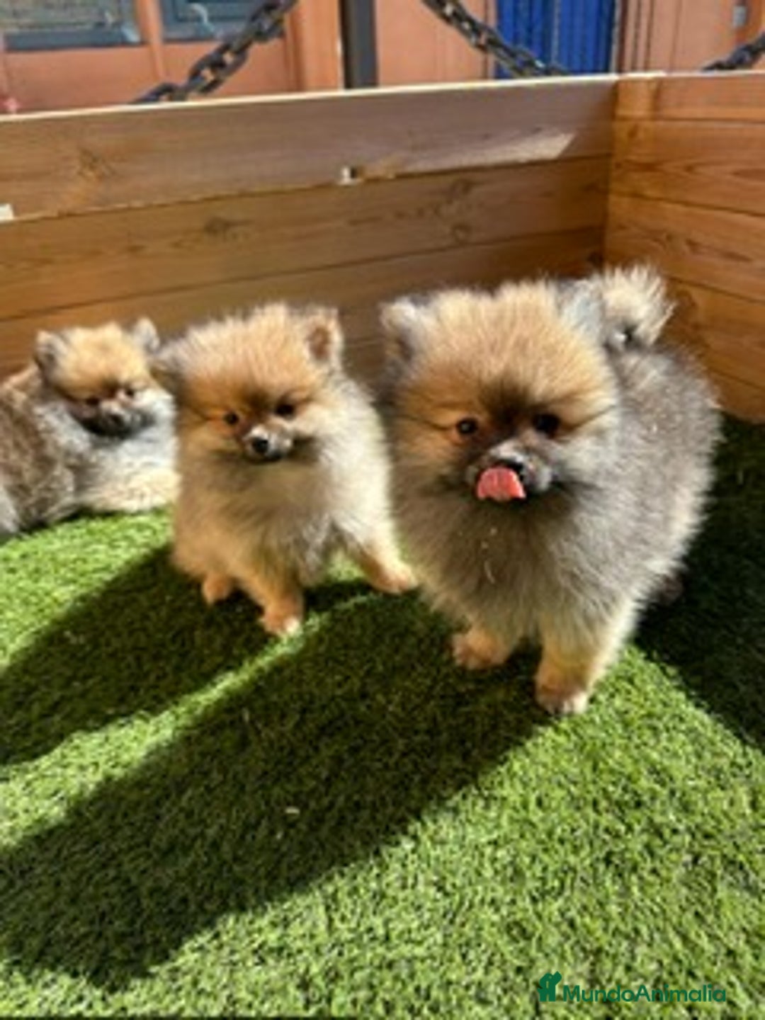 Pomerania perros en venta: HEMBRITAS POMERANIA - Imagen 1