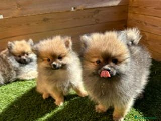 Pomerania perros HEMBRITAS POMERANIA - Anuncio 34