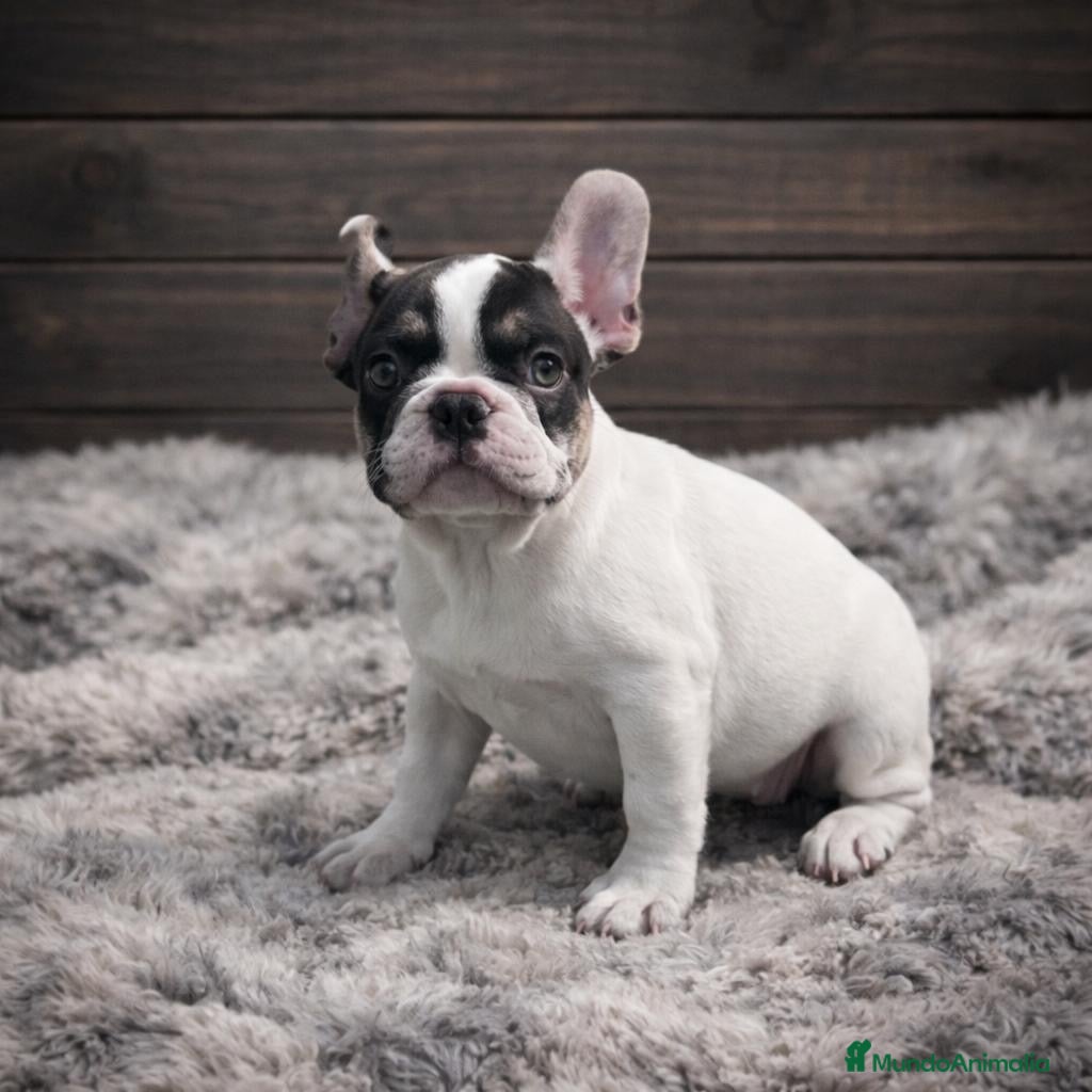 Bulldog Francés perros Cachorra Bulldog Francés Exclusiva y preciosa  - Anuncio 1
