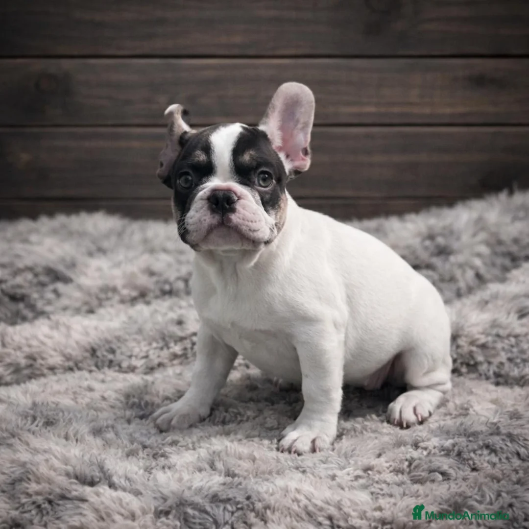 Bulldog Francés perros en venta: Cachorra Bulldog Francés Exclusiva y preciosa  - Anuncio 1