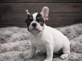 Bulldog Francés perros Cachorra Bulldog Francés Exclusiva y preciosa - Anuncio 1