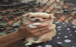 Chihuahua perros en venta: Preciosa chihuahua de pelo largo de mucha calidad - Imagen 4
