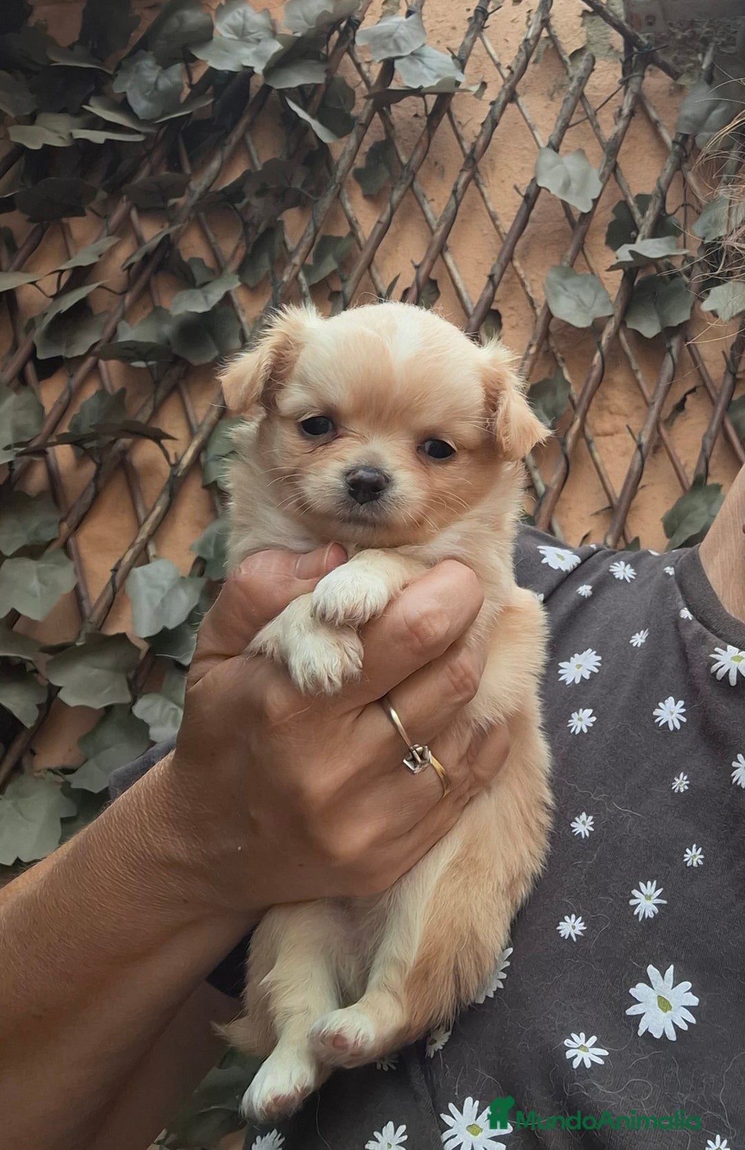 Chihuahua perros en venta: Preciosa chihuahua de pelo largo de mucha calidad - Imagen 4