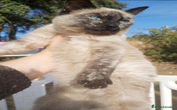 Siamés gatos en venta: Gatito Siames 3 meses - Anuncio 4