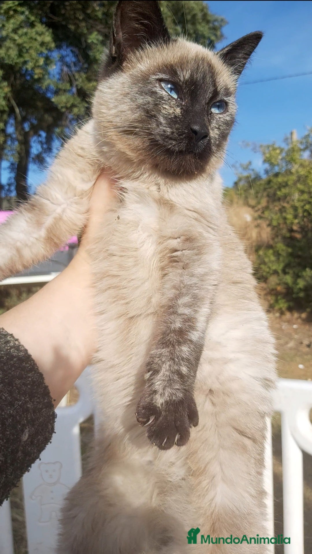 Siamés gatos en venta: Gatito Siames 3 meses - Anuncio 4