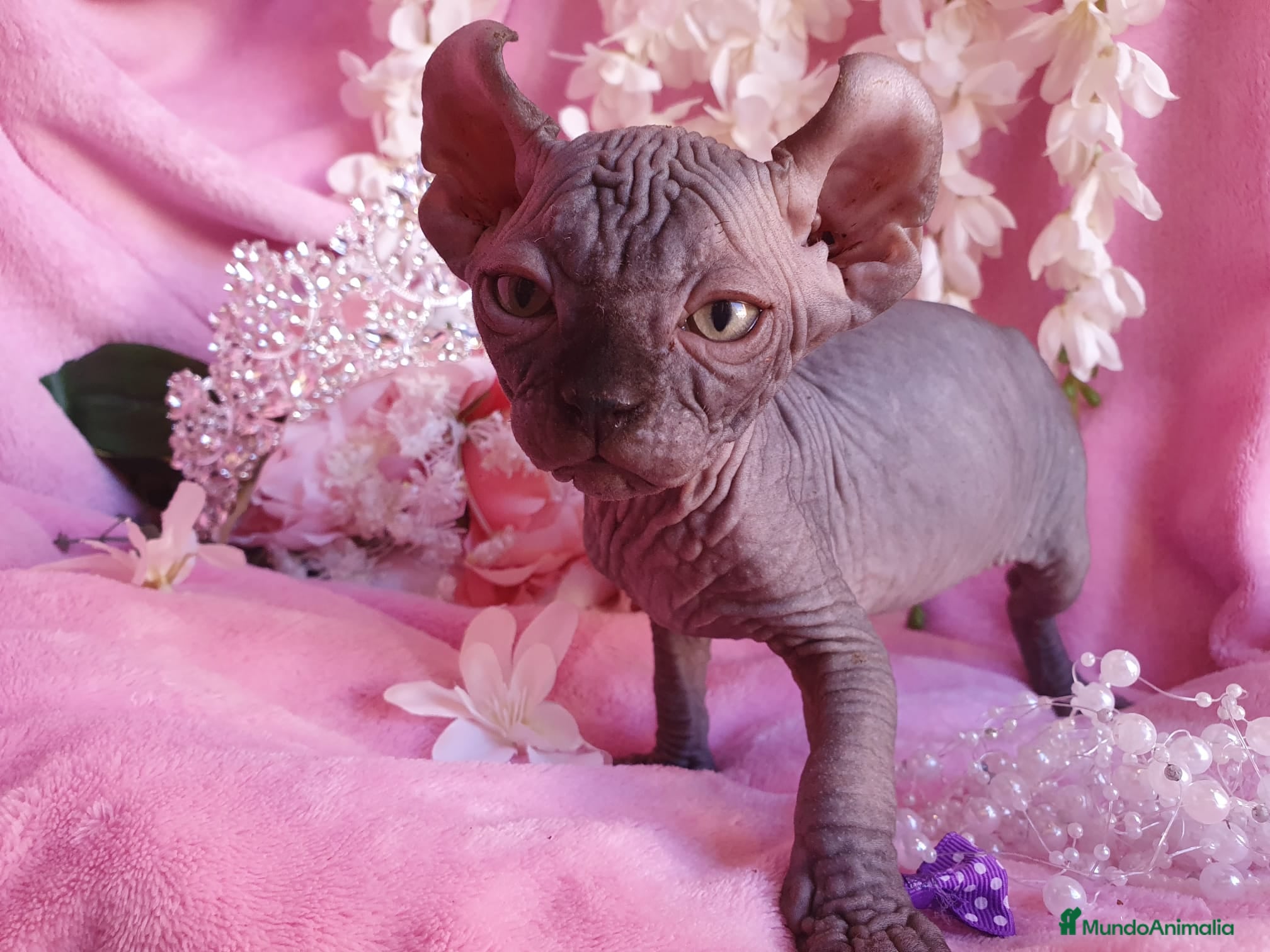 Sphynx gatos Encantadora Elfo en Madrid - Anuncio 11