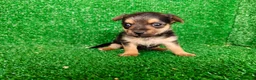 Yorkshire Terrier perros en venta: yorkshire terrier - Anuncio 10