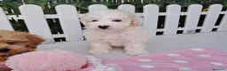 Caniche Toy perros en venta: Bebés Caniches Toy Machos  - Anuncio 5
