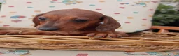 Teckel Miniatura perros en venta: Teckel Miniatura - Anuncio 3