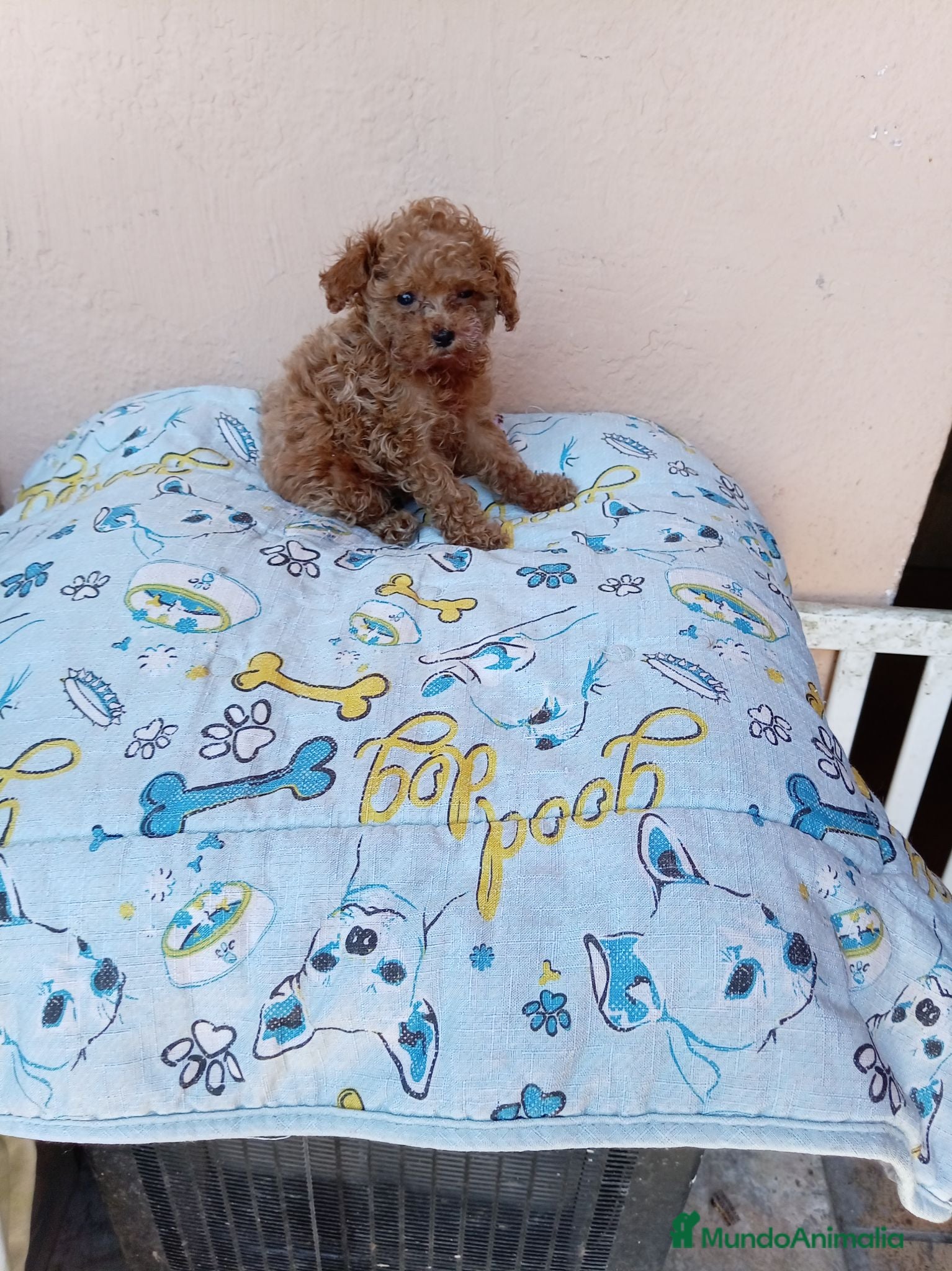 Caniche Toy perros Caniche toy  - Anuncio 2