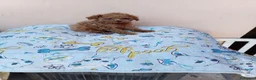 Caniche Toy perros en venta: Caniche toy  - Anuncio 4