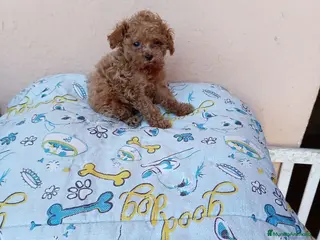 Caniche Toy perros Caniche toy - Anuncio 1