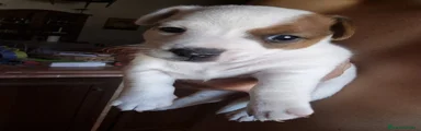 Jack Russell Terrier 2