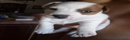 Jack Russell Terrier perros en venta: Jack Russell macho  - Anuncio 3