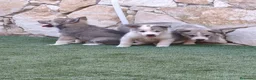 Laika de Siberia Occidental perros en venta: Laikas de Siberia occidental  - Anuncio 3