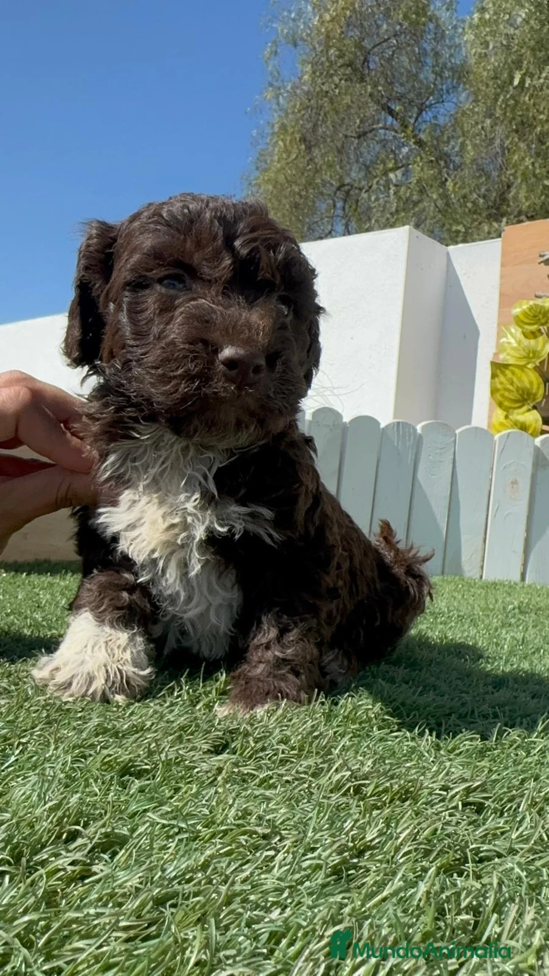 Perro de Agua Español perros en venta: PERRO DE AGUA  - Anuncio 2