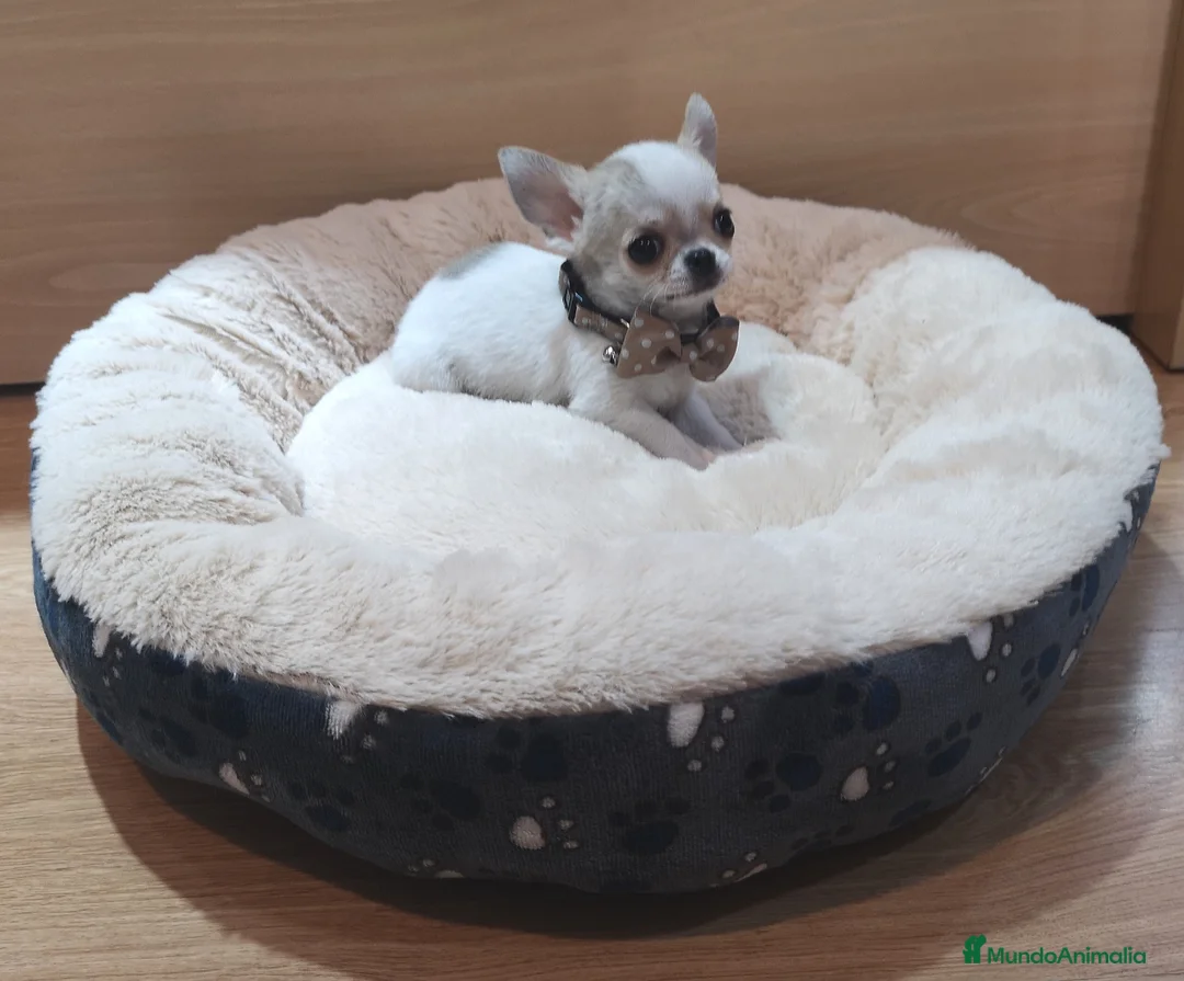 Chihuahua perros en venta: Chihuahuas - Anuncio 2