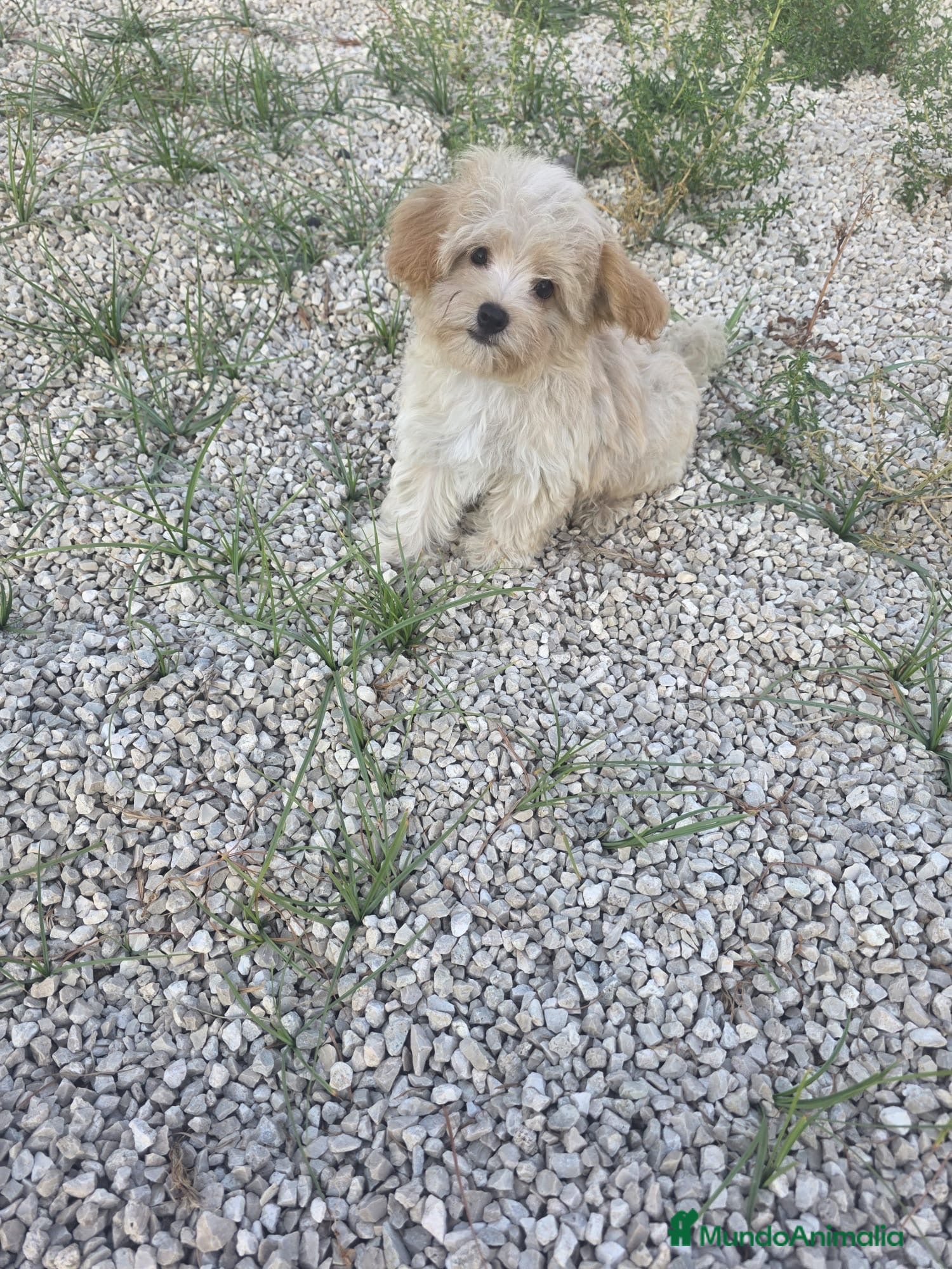 Maltipoo perros Macho Maltipoo - Anuncio 1