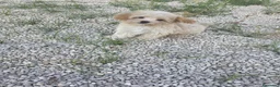 Maltipoo perros en venta: Macho Maltipoo - Anuncio 1