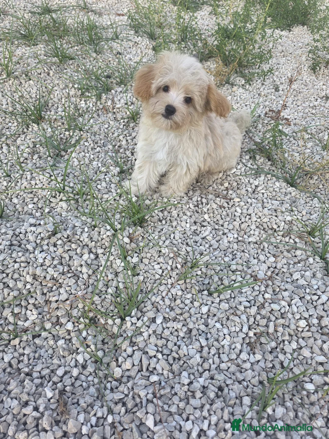 Maltipoo perros en venta: Macho Maltipoo - Anuncio 1