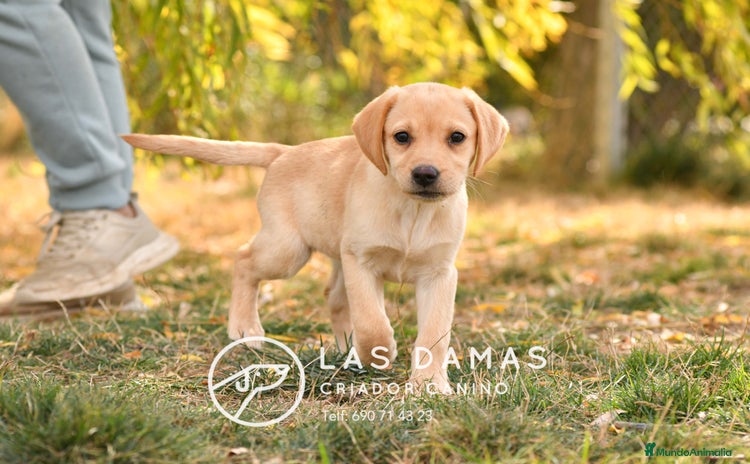 Labrador Retriever perros - Anuncio 2