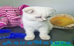 Scottish Fold gatos en venta: Scottish Fold Macho 7912 AQUANATURA - Imagen 7