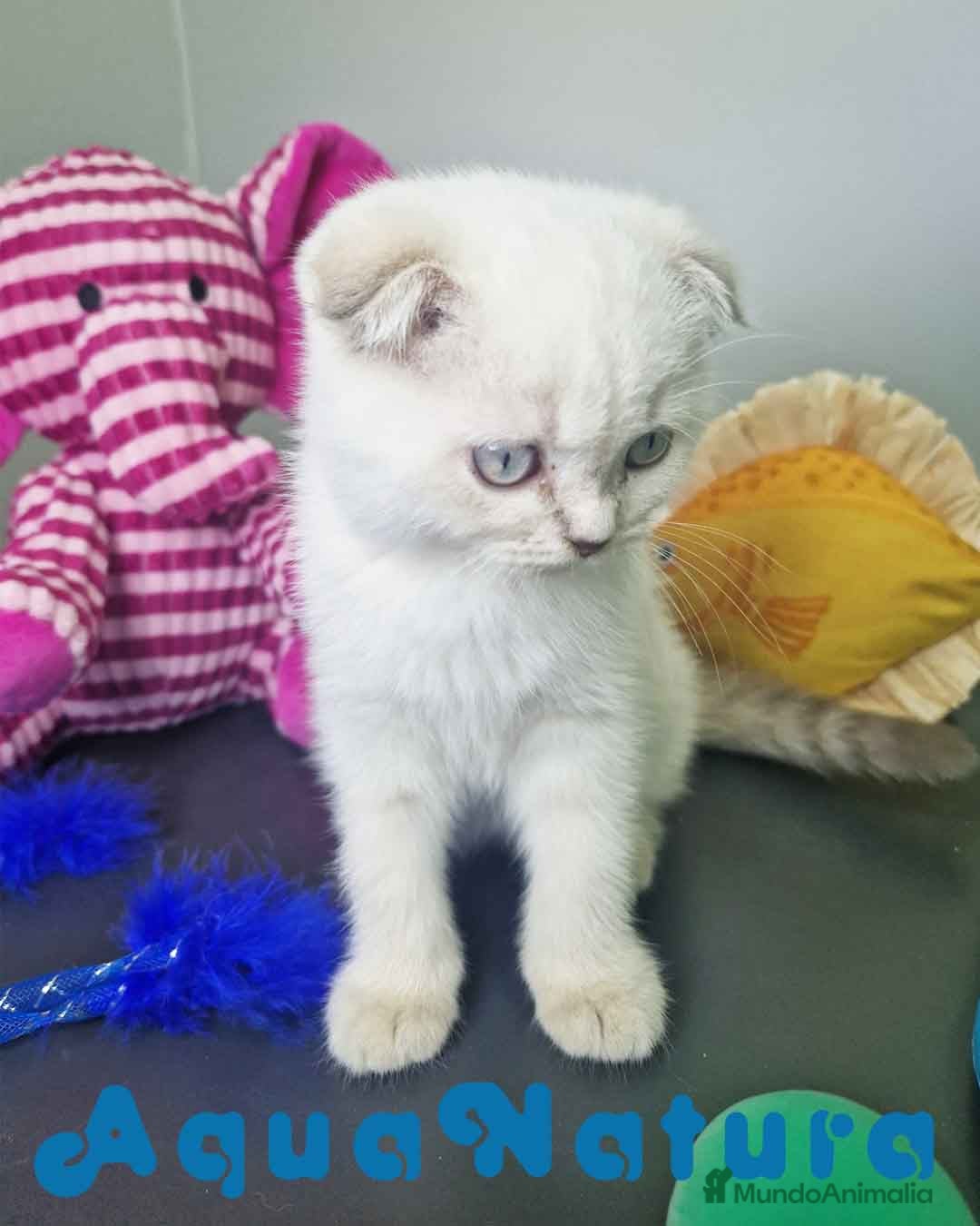 Scottish Fold gatos en venta: Scottish Fold Macho 7912 AQUANATURA - Imagen 7
