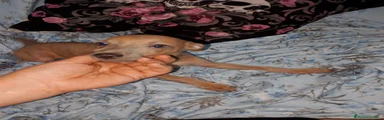 Raza Mixta Cachorro 2