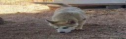 Alaskan Malamute perros en venta: Alaskan Malamute hembras - Anuncio 7