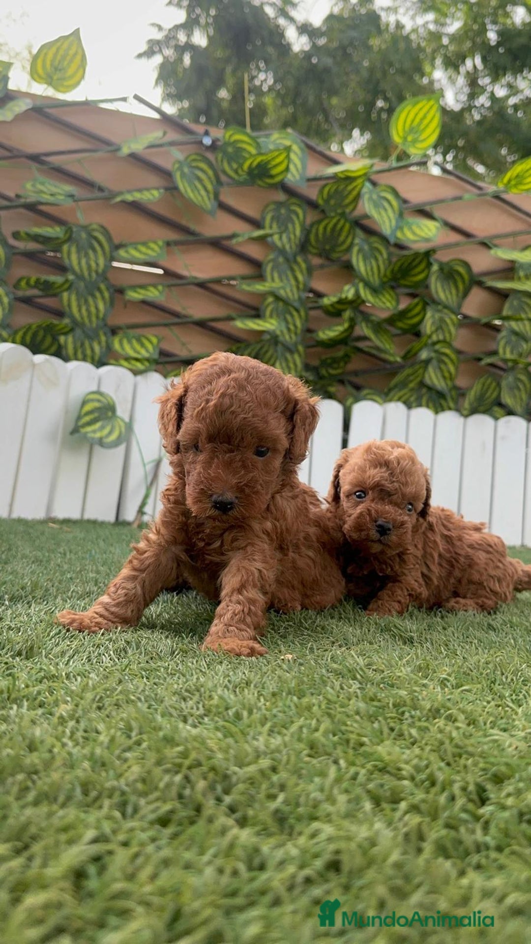 Caniche Toy perros en venta: CANICHE TOY - Imagen 4
