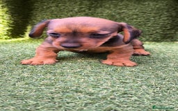 Teckel Miniatura perros en venta: camada teckel mini  - Imagen 21