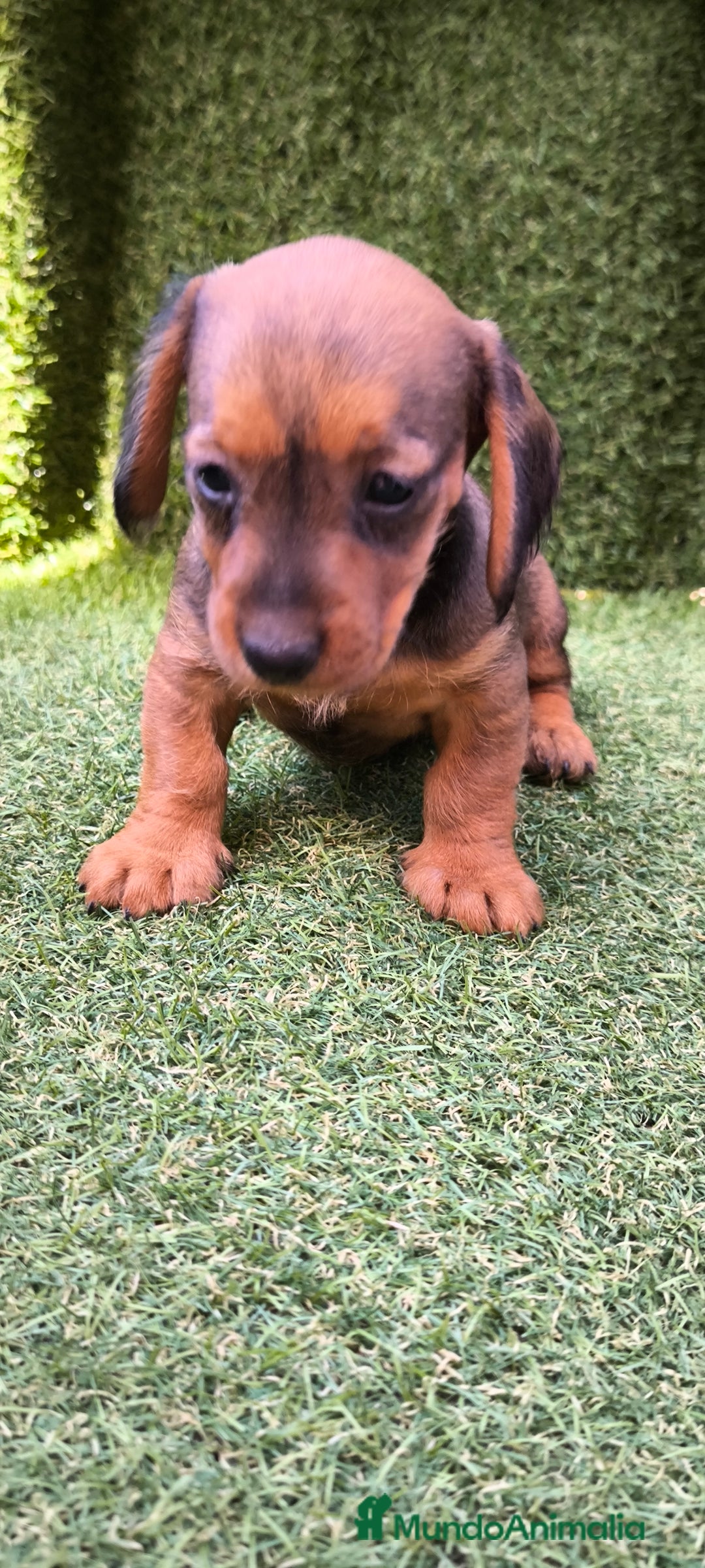 Teckel Miniatura perros en venta: camada teckel mini  - Imagen 21