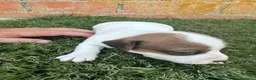 Jack Russell Terrier perros en venta:  JACK RUSSELL - Anuncio 4