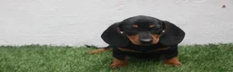 Teckel Miniatura perros en venta: Teckel Miniatura  - Anuncio 5