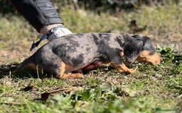 Teckel Miniatura perros en venta: TECKEL MERLE MINIATURA MACHO! en Barcelona - Imagen 2