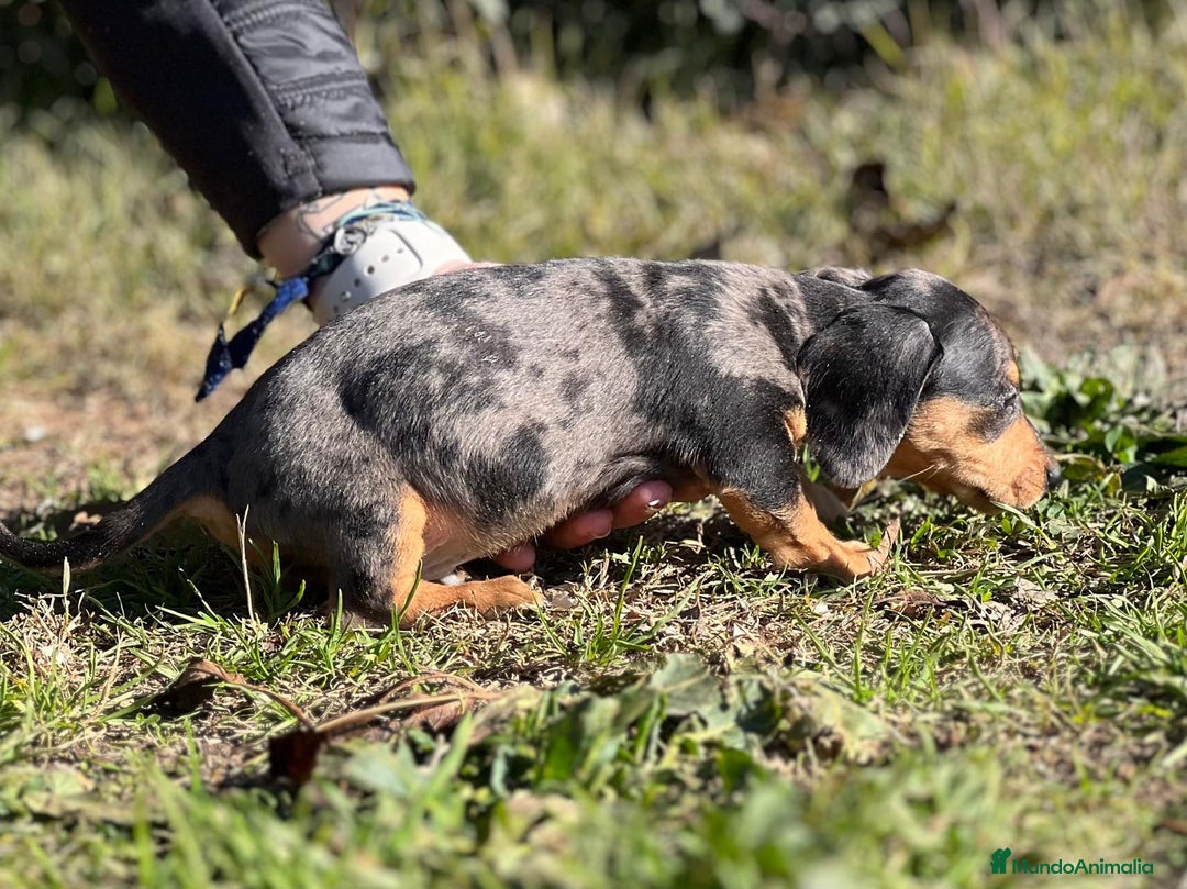 Teckel Miniatura perros en venta: TECKEL MERLE MINIATURA MACHO! en Barcelona - Imagen 2
