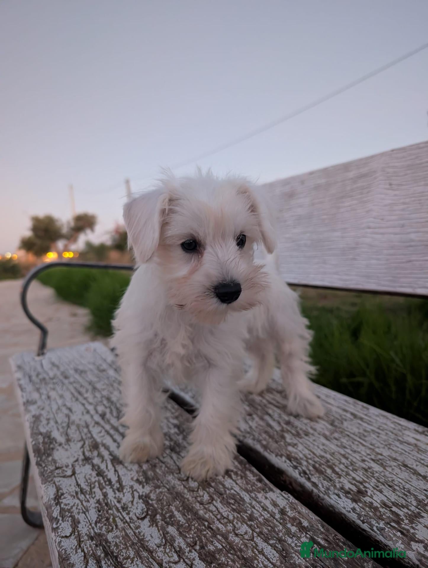 Schnauzer Mediano perros en venta: Schnauzer precio real  - Anuncio 2