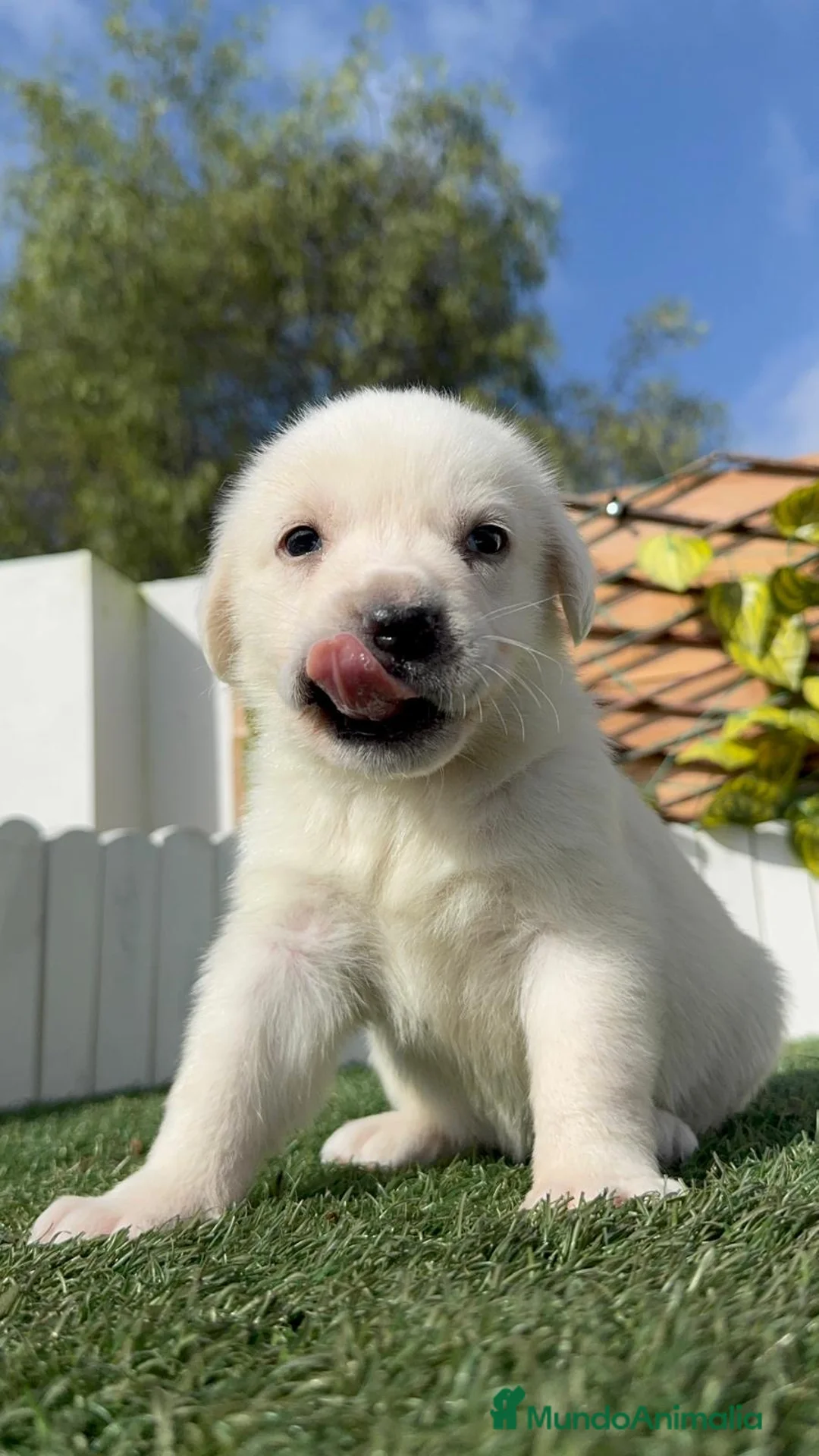 Mastín Español perros en venta: MASTIN ESPAÑOL HEMBRA - Anuncio 11