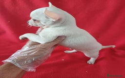Chihuahua perros en venta: Chihuahua Mini  - Imagen 2