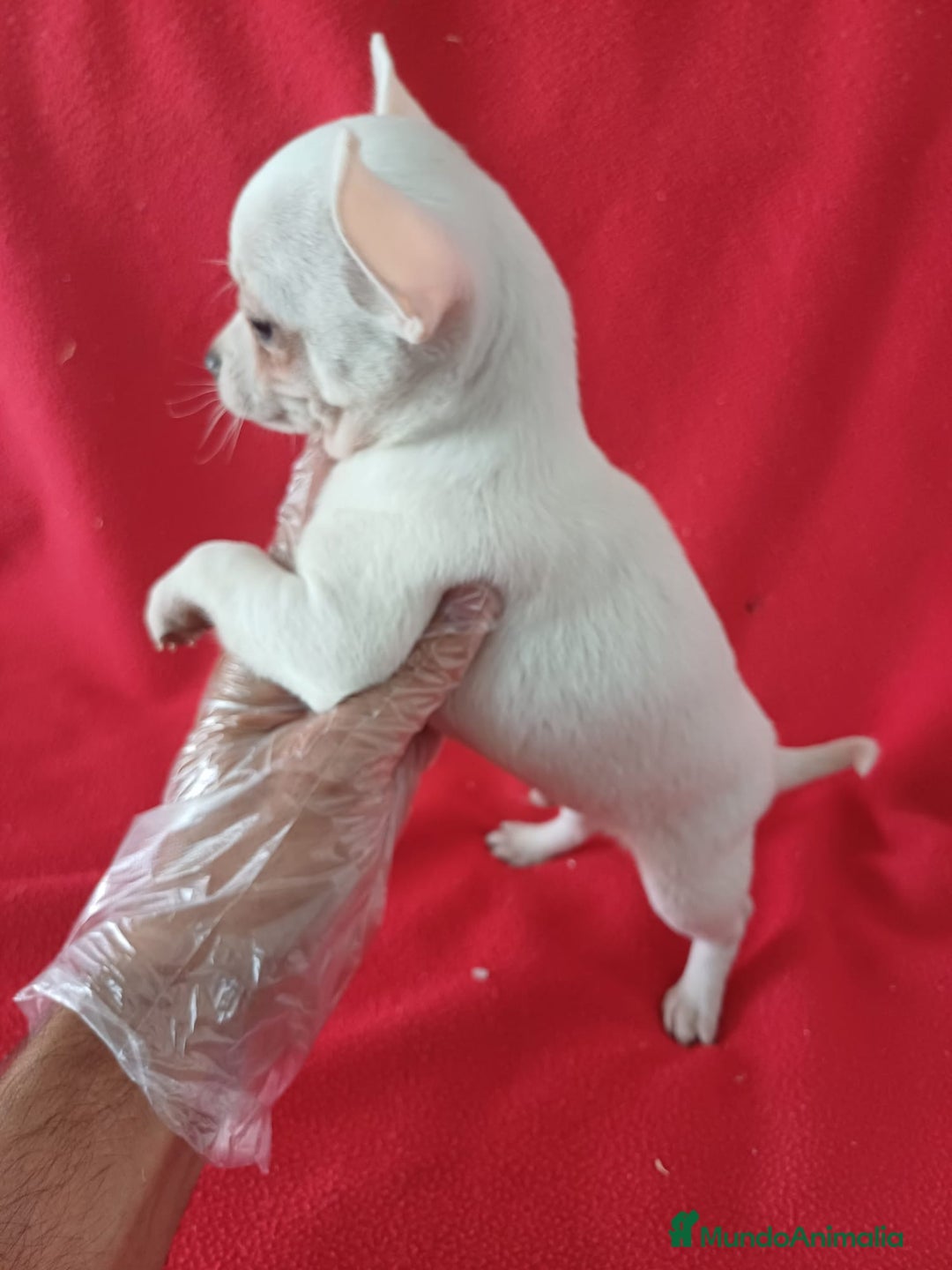 Chihuahua perros en venta: Chihuahua Mini  - Imagen 2