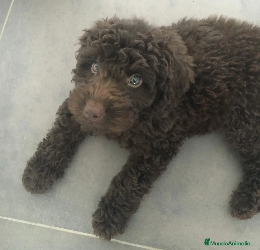 Perro de Agua Español perros en venta: Macho y hembra perro de agua chocolate🐶🐾 - Anuncio 3