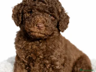 Caniche Enano perros Caniche enano chocolate - Anuncio 4